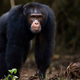 Illustration for article titled Study Finds Chimpanzees Only Other Animal Capable Of Keeping Lid On Friend’s Affair